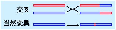 交叉、突然変異